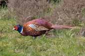 Male Pheasant, Lammermuir Hills, Scotland, amy 2005 - click for larger image