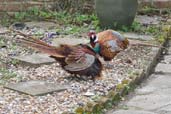 Pheasant, Monks Eleigh Suffolk, England, March 2010 - click for larger image