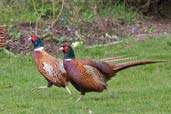 Pheasant, Monks Eleigh Suffolk, England, March 2010 - click for larger image