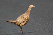 Female Pheasant, Lammermuir Hills, Scotland, July 2002 - click for larger image