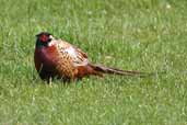 Male Pheasant, Lammermuir Hills, Scotland, July 2002 - click for larger image