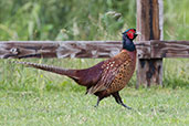 Pheasant, Sparsholt, Oxfordshire, England, June, 2021 - click for larger image