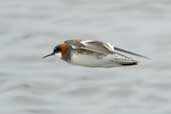 Female Red-necked Phalarope, Fetlar, Shetland, Scotland, May 2004 - click for larger image