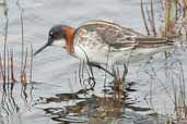 Female Red-necked Phalarope, Fetlar, Shetland, Scotland, May 2004 - click for larger image