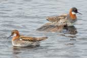 Male and female Red-necked Phalarope, Fetlar, Shetland, Scotland, May 2004 - click for larger image