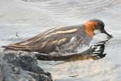 Female Red-necked Phalarope, Fetlar, Shetland, Scotland, May 2004 - click for larger image