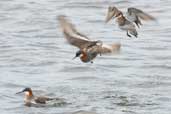 Male with 2 Female Red-necked Phalarope, Fetlar, Shetland, Scotland, May 2004 - click for larger image