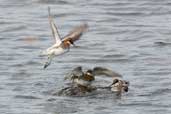 Male with 2Female Red-necked Phalarope, Fetlar, Shetland, Scotland, May 2004 - click for larger image