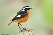 Moussier's Redstart, Oued Massa, Morocco, May 2014 - click for larger image