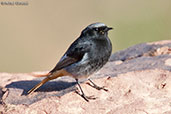 Black Redstart, Oukaimeden, Morocco, April 2014 - click for larger image