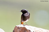 Black Redstart, Oukaimeden, Morocco, April 2014 - click for larger image