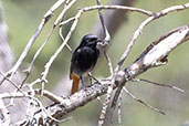 Black Redstart, Monfrague, Extramadura, Spain, May 2022 - click for larger image