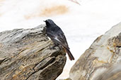 Black Redstart, Arette, Aquitaine, France, May 2022 - click for larger image