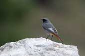 Male Black Redstart, Delphi, Greece, November 2002 - click for larger image