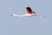 Greater Flamingo, Brazo del Este, Andalucia, Spain, May 2022 - click for larger image