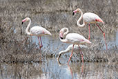 Greater Flamingo, Marisma de Adventus, Andalucia, Spain, May 2022 - click for larger image