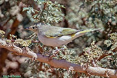 Western Bonelli's Warbler, Merzouga, Morocco, April 2014 - click for larger image