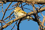 Western Bonelli's Warbler, Novarredonda de Gredos, Castilla y León, Spain, May 2022 - click for larger image