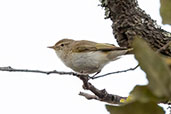 Chiffchaff, Alcornocales, Andalucia, Spain, May 2022 - click for larger image