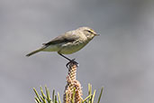 Chiffchaff, Velles Occidentales, Aragon, Spain, May 2022 - click for larger image