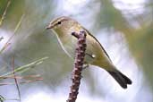 Chiffchaff, Cornwall, England, September 2002 - click for larger image