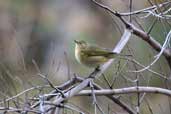 Chiffchaff, Kato Zacro, Crete, October 2002 - click for larger image