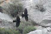 Alpine Chough, Delphi, Greece, November 2002 - click for larger image