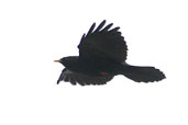 Alpine Chough, Delphi, Greece, November 2002 - click for larger image