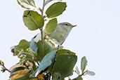 Iberian Chiffchaff, Huerta Grande, Andalucia, Spain, April 2022 - click for larger image