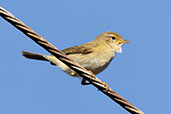 Iberian Chiffchaff, Huerta Grande, Andalucia, Spain, April 2022 - click for larger image