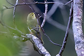 Wood Warbler, Valles Occidentales, Aragon, Spain, April 2022 - click for larger image