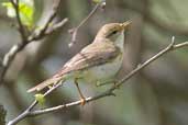 Willow Warbler, Loch Uisg, Mull, Scotland, June 2005 - click for larger image