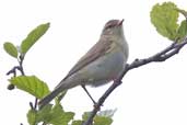 Willow Warbler, Loch Uisg, Mull, Scotland, June 2005 - click for larger image