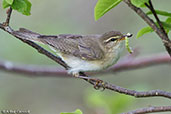 Willow Warbler, Kingussie, Scotland, June 2015 - click for larger image