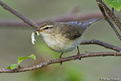 Willow Warbler, Kingussie, Scotland, June 2015 - click for larger image