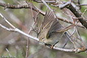 Willow Warbler, Kingussie, Scotland, June 2015 - click for larger image