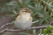 Willow Warbler, Tyninghame, East Lothian, Scotland, June 2002 - click for larger image