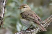 Willow Warbler, Tyninghame, East Lothian, Scotland, June 2002 - click for larger image