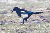 Magpie, Thrumsing La, Mongar, Bhutan, April 2008 - click for larger image