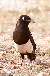 Magpie, Sous V\alley, Morocco, May 2014 - click for larger image