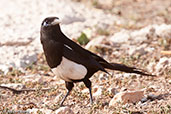 Magpie, Sous V\alley, Morocco, May 2014 - click for larger image