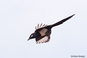 Magpie, Sous V\alley, Morocco, May 2014 - click for larger image