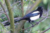 Magpie, Edinburgh, Scotland, June 2002 - click for larger image