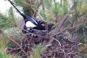 Magpie, Edinburgh, Scotland, June 2002 - click for larger image