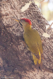 Mahgreb Green Woodpecker, Asni Valley, Morocco, April 2014 - click for larger image