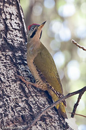 Mahgreb Green Woodpecker, Asni Valley, Morocco, April 2014 - click for larger image