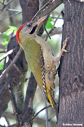 Mahgreb Green Woodpecker, Asni Valley, Morocco, April 2014 - click for larger image