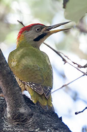 Mahgreb Green Woodpecker, Asni Valley, Morocco, April 2014 - click for larger image