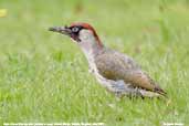 Male Green Woodpecker, Monks Eleigh, Suffolk, England, July 2007 - click for larger image