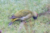 Female Green Woodpecker, Monks Eleigh, Suffolk, England, December 2010 - click for larger image